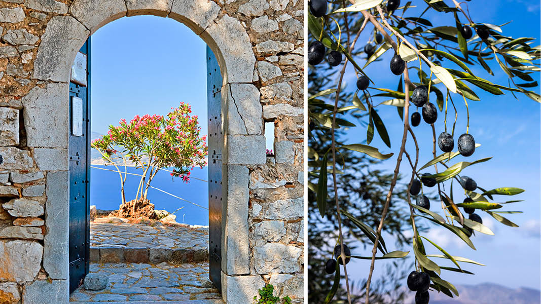 grekiskt olivträd och utsikt över havet på en resa till peloponnesos 